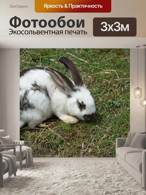 Фотообои Кролик