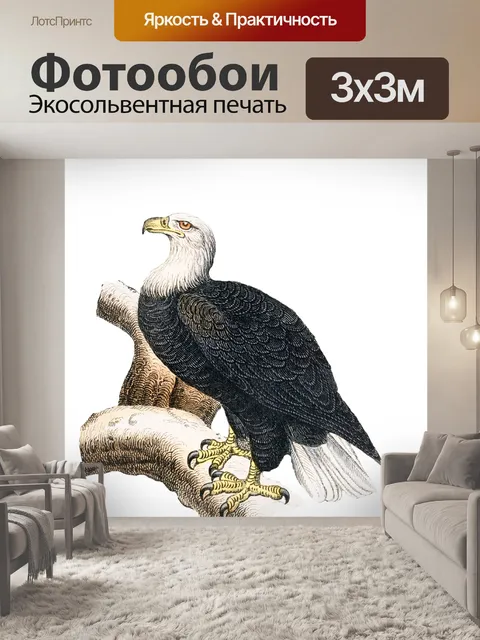 Фотообои Белоголовый орлан