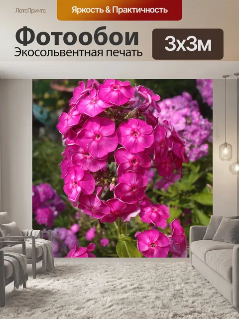 Фотообои Флоксы