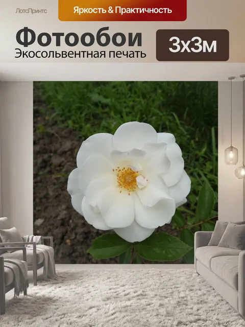 Фотообои Роза