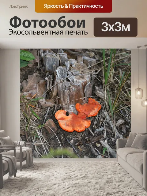 Фотообои Оранжевый кронштейн-грибок