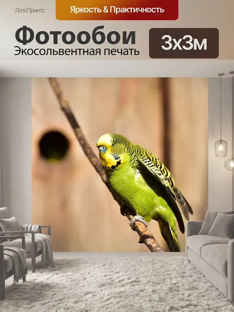 Фотообои Волнистый попугайчик