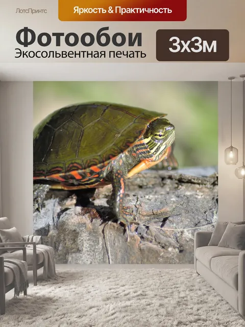 Фотообои Черепаха
