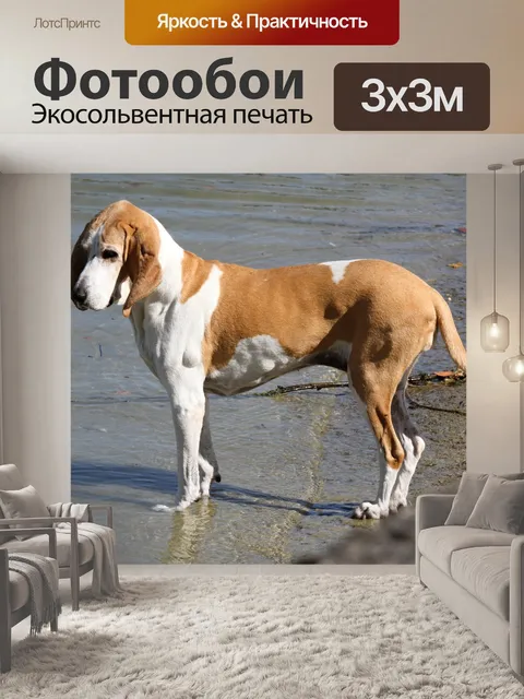 Фотообои Собака