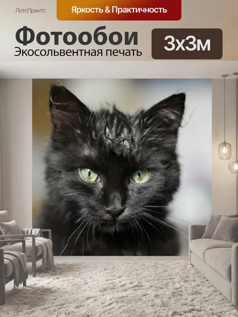 Фотообои Кот