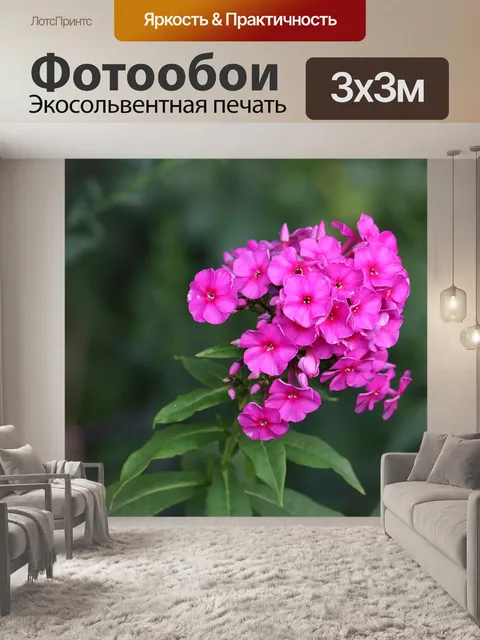 Фотообои Сад флоксов