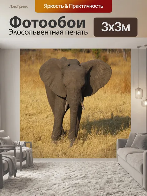 Фотообои Молодой слон