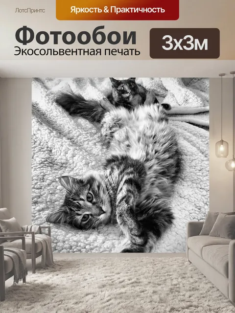 Фотообои Мейн кун