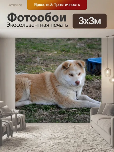 Фотообои Husky Dog