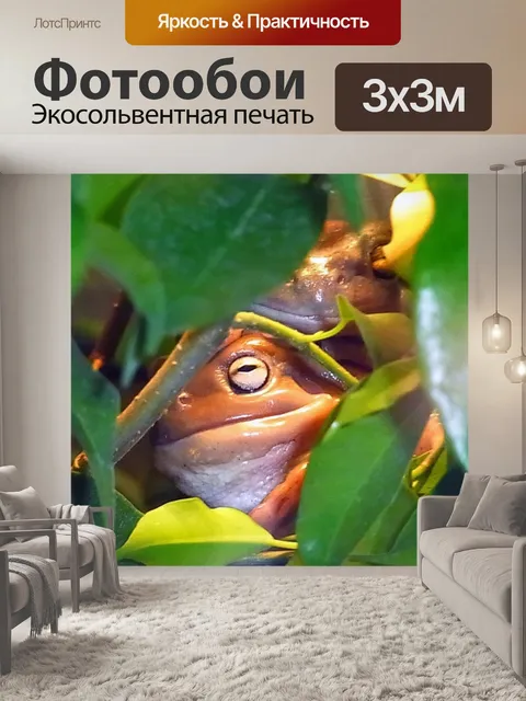 Фотообои Лягушка
