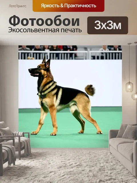Фотообои овчарка, участвующая в соревнованиях по послушанию, показывающая отличное выполнение команд
