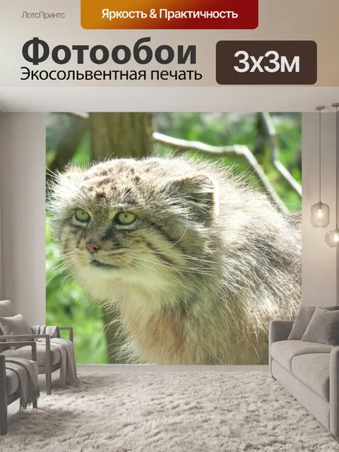 Фотообои Манул