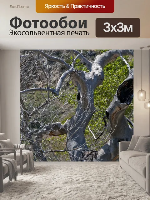 Фотообои Витые стволы деревьев