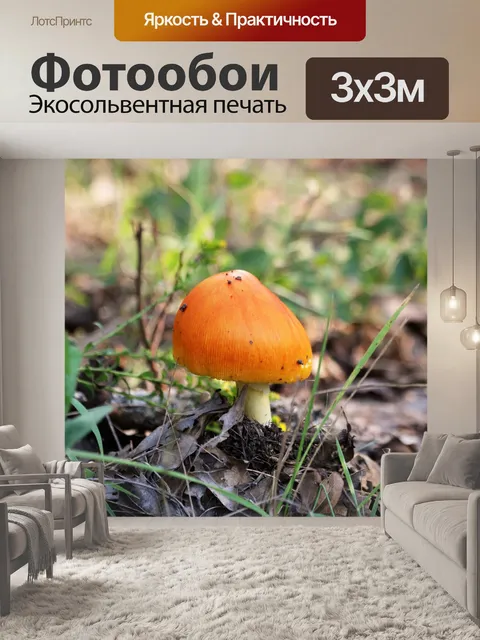 Фотообои Аманита Джексон Гриб
