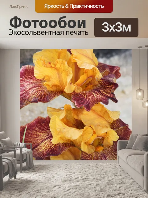 Фотообои Фиолетовый и золотой бородатый ирис