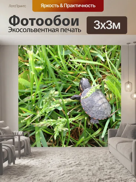 Фотообои Черепаха