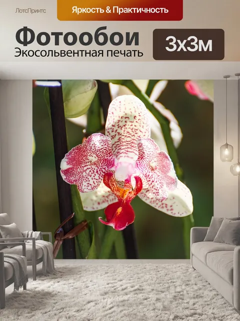 Фотообои Орхидея