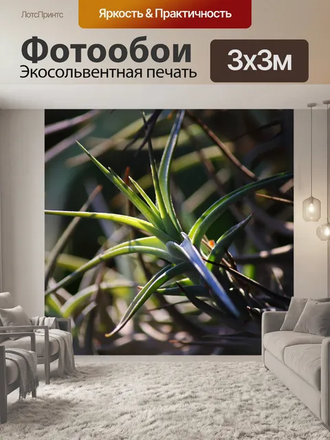 Фотообои вид растения эпифит в солнечном свете