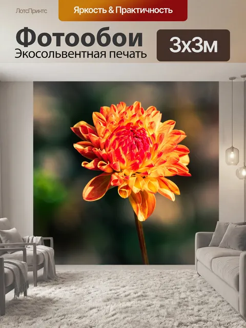 Фотообои георгин, цветок, флора