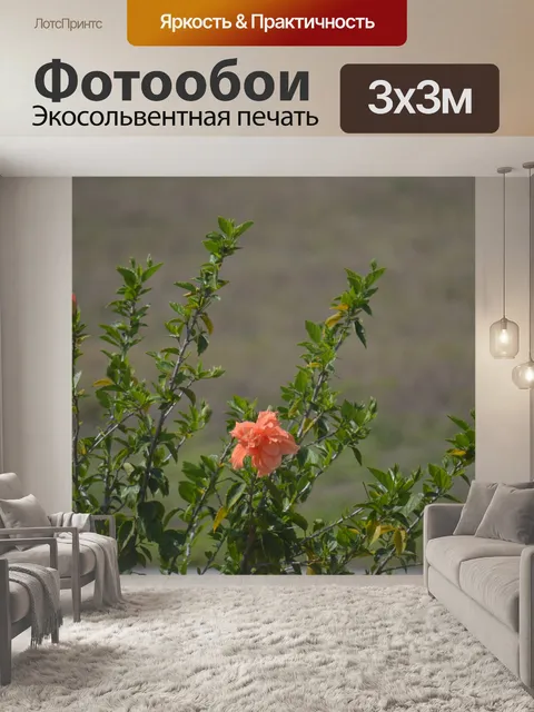 Фотообои Оранжевый цветок гибискуса