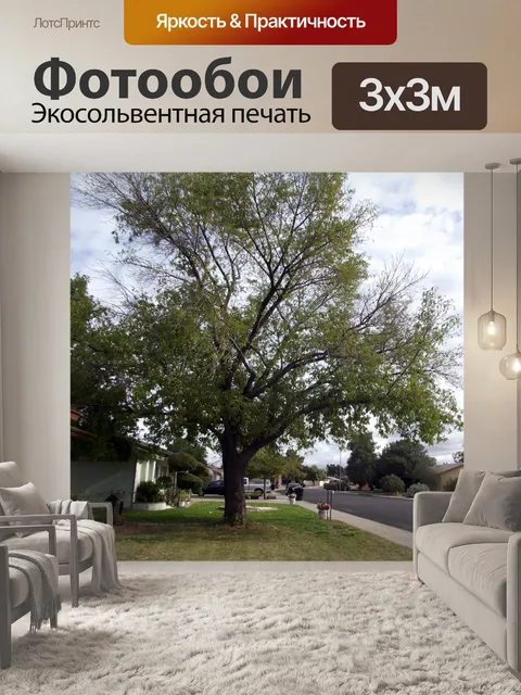 Фотообои окрестности дерева