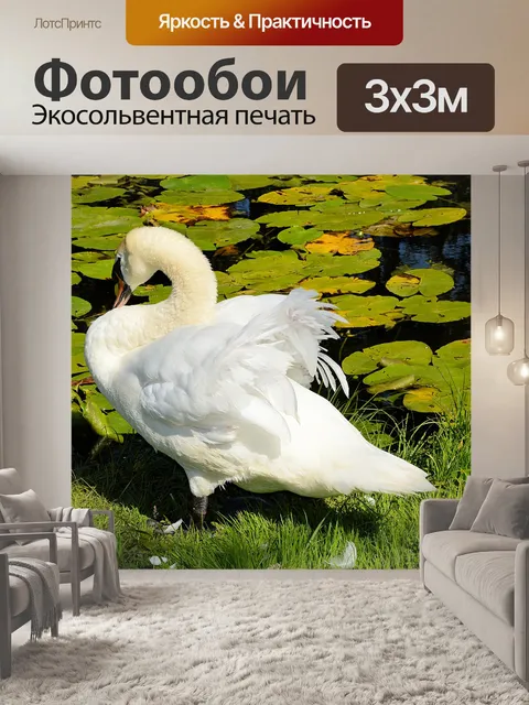 Фотообои Лебедь