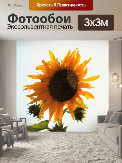 Фотообои подсолнечное с белым фоном