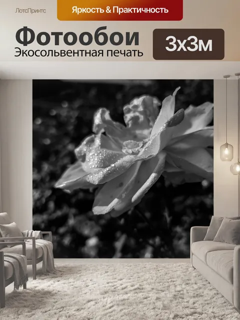 Фотообои Белая роза Черно-белая