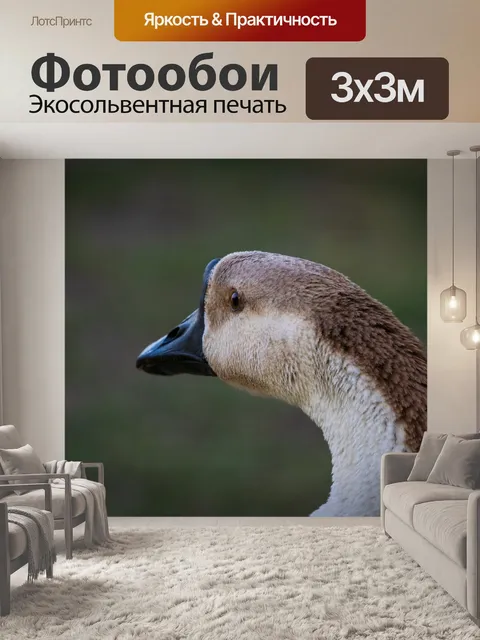 Фотообои Гусь, китайский гусь