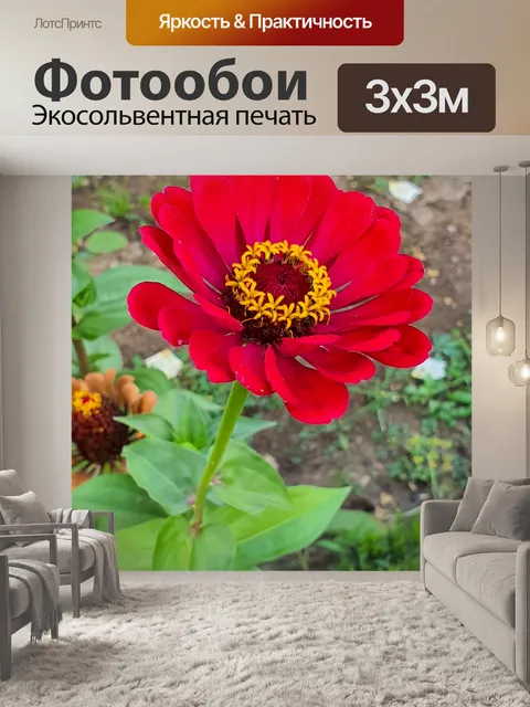 Фотообои цветок циннии