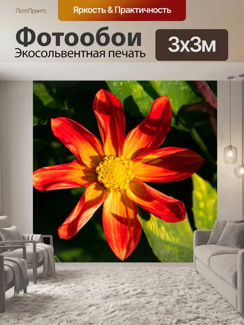 Фотообои Георгин, цветок, сложноцветные