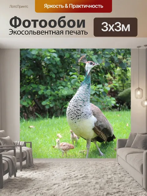 Фотообои Павлин