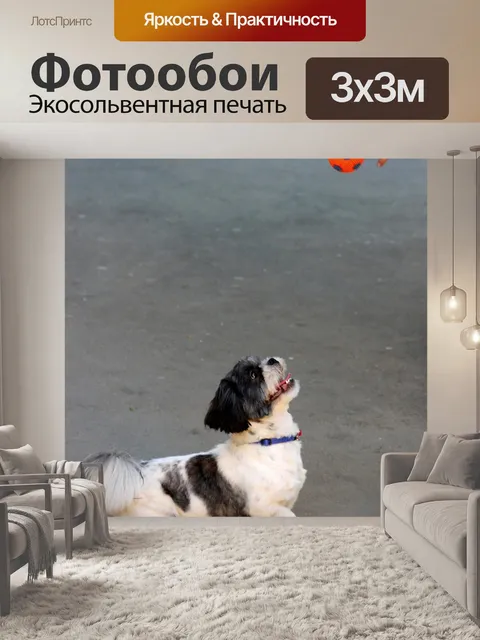 Фотообои Собака