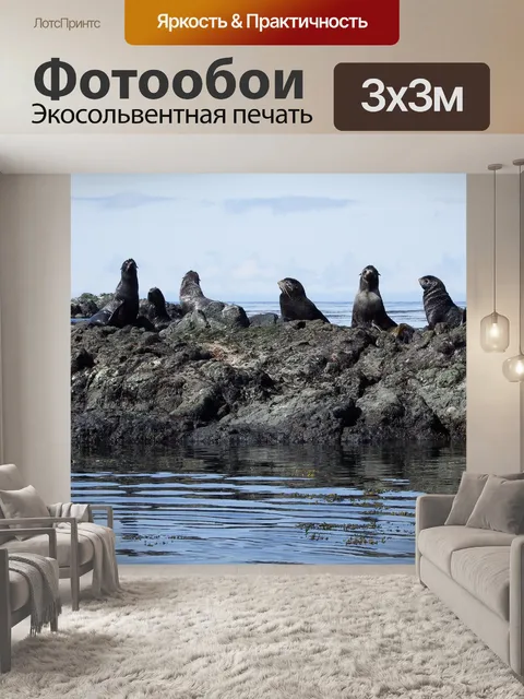 Фотообои Морские котики