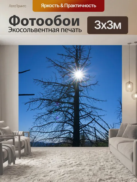 Фотообои Высокий Сожженный Pine