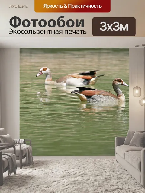 Фотообои Египетских гусей на воде
