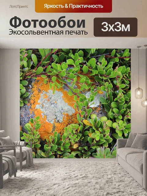 Фотообои Моховой лишайник на скале