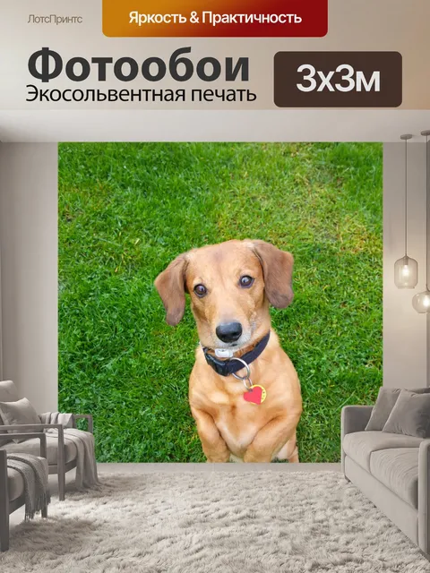 Фотообои Собака, стоя на траве