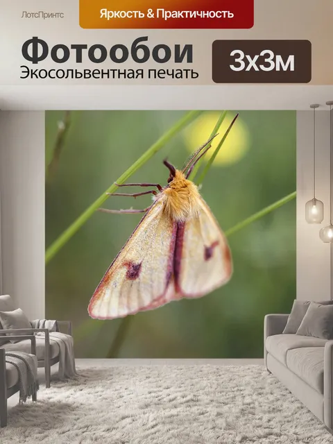 Фотообои Бабочка