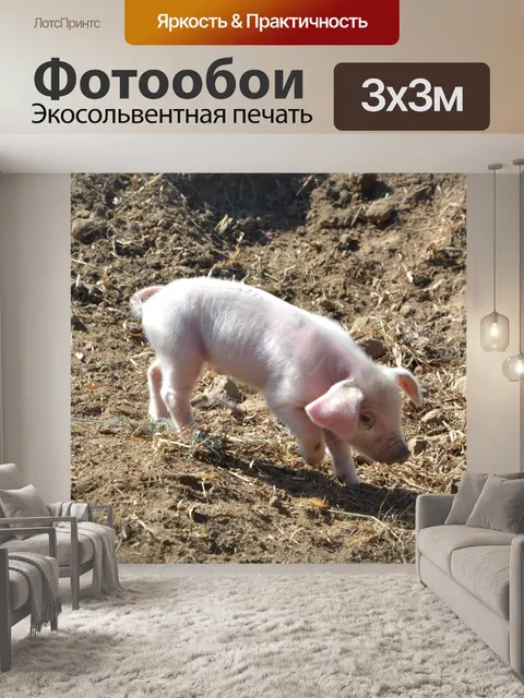 Фотообои Рожь свинья розовая свинья