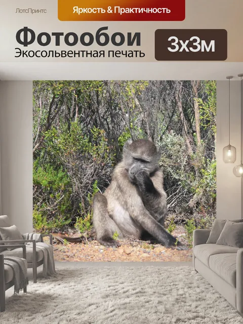 Фотообои Бабуин чихание