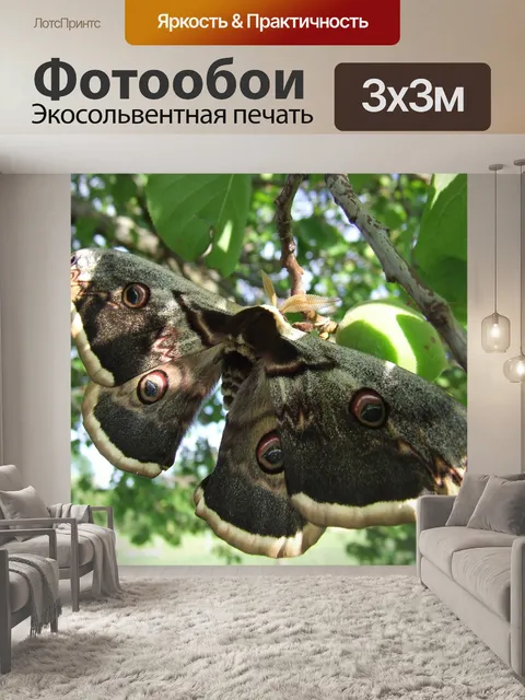 Фотообои Бабочка