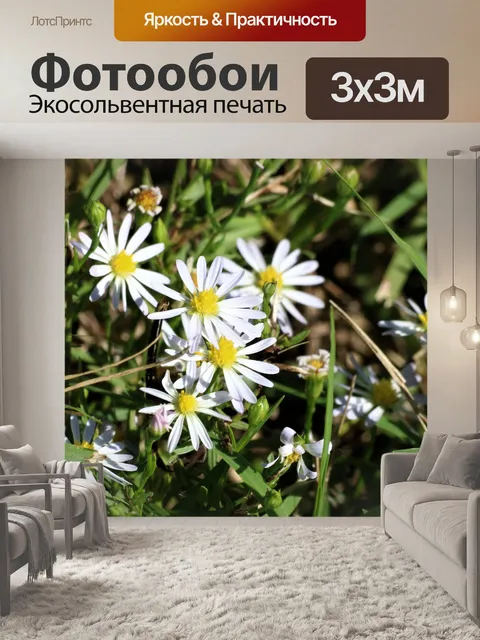 Фотообои Дикие белые астры крупным планом