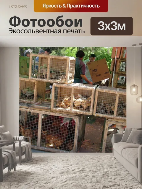 Фотообои Куриные на еженедельный рынок