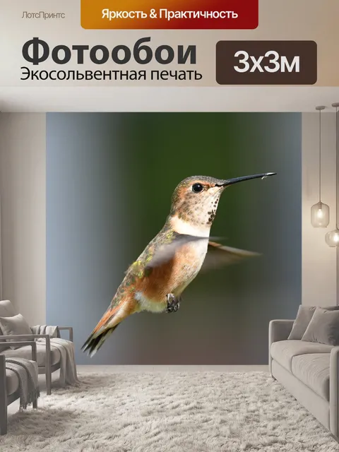 Фотообои Самка рыжего колибри