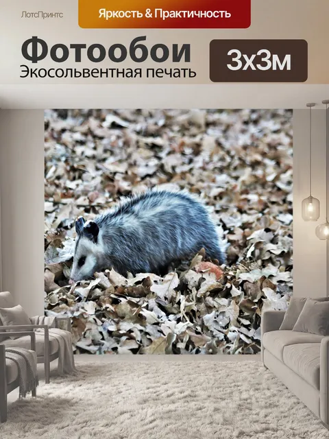 Фотообои Опоссум в листьях