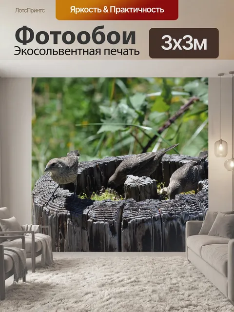 Фотообои Птицы
