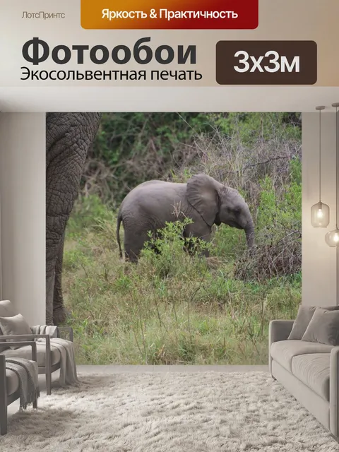Фотообои Слон