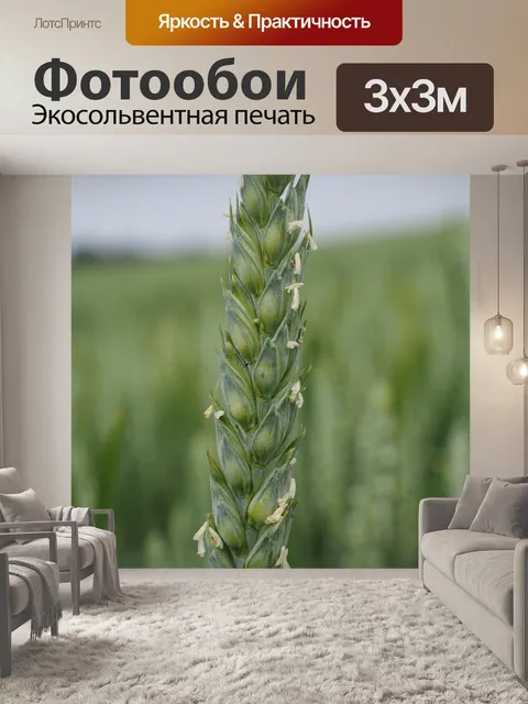 Фотообои Пшеница
