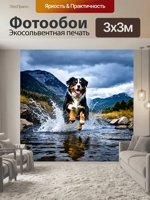 Фотообои бернский зенненхунд, который делает мощный прыжок через ручей, с каплями воды, разбрызгивающимися вокруг